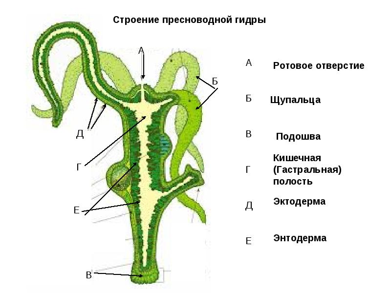 Kraken 19 at сайт